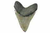 Serrated, Fossil Megalodon Tooth - Huge NC Meg #274749-2